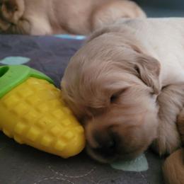 Truffle - Golden male Golden Retriever puppy in Greensburg, Kentucky from Southern Springs Goldens