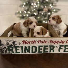 Cavalier King Charles Spaniel Puppies from Ridgefield Cavaliers