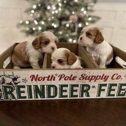 Cavalier King Charles Spaniel Puppies from Ridgefield Cavaliers