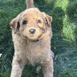 Silver Girl - Apricot female Goldendoodle puppy in Colorado Springs, Colorado from Pikes Peak Doodles