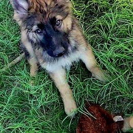Gulliver - Sable German Shepherd puppy in Springtown, Texas from Odom's German Shepherds
