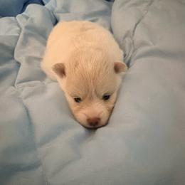 Girl 2 - female Pomeranian puppy in Wimauma, Florida from Bella's Babies
