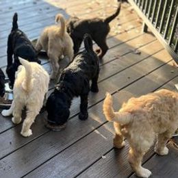 Goldendoodles from Carolina Doodles