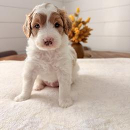 Goose - Parti male Goldendoodle puppy in Jacksonville, Florida from First Coast Goldendoodles