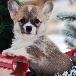 Guppy - Red female Pembroke Welsh Corgi puppy in Pollock, Missouri from Northstar