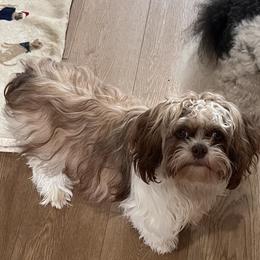 Tilly - Shih Tzu