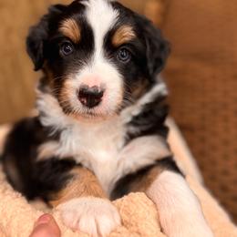 Turbo - Black tri male Miniature Australian Shepherd puppy in Athol, Idaho from Northern Aussies