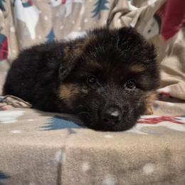 Brown collar male - Black and red male German Shepherd puppy in Eugene, Oregon from Vom Osuna K9s