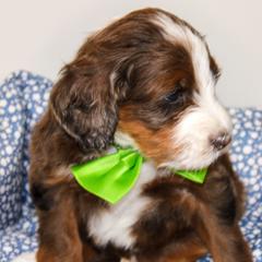 Australian Mountain Doodle, Australian Shepherd, Bernedoodle, Labradoodle, and Poodle Puppies from Island View Poodles & Doodles