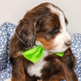Australian Mountain Doodle, Australian Shepherd, Bernedoodle, Labradoodle, and Poodle Puppies from Island View Poodles & Doodles