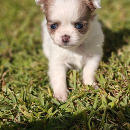 Lil Bit - Chocolate and white female Chihuahua puppy in Gray, Louisiana from Chi Chi's Place LLC