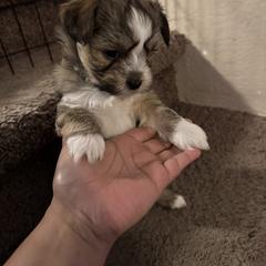 Shih Tzu, Shorkie, and Yorkshire Terrier Puppies from Great Mates