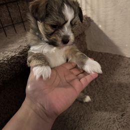 Shih Tzu, Shorkie, and Yorkshire Terrier Puppies from Great Mates