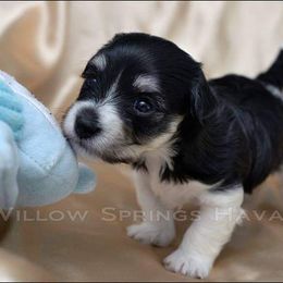 Havanese Puppies from Willow Springs Havanese