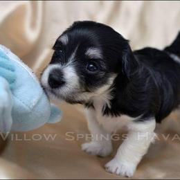 Havanese Puppies from Willow Springs Havanese
