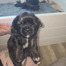 Luigi - Brindle and white male Shih Tzu puppy in Cook County, Illinois from My Tzu Crew
