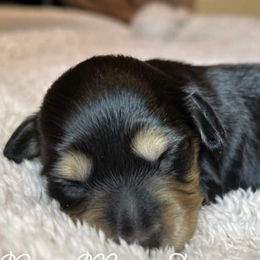 Dachshunds from Twisted Rose Mini Doxies