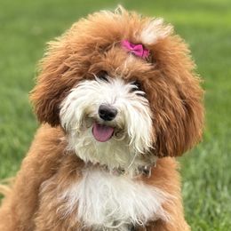 Ruby - Goldendoodle