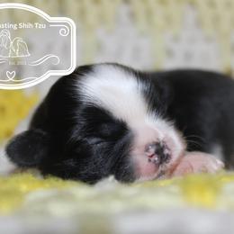 Aaron - Black and white male Shih Tzu puppy in Suwanee County, Florida from Everlasting Shih Tzu