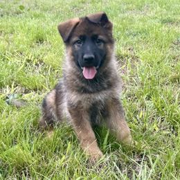 Lightning - Sable female German Shepherd puppy in Sand Springs, Oklahoma from Austerlitz German Shepherds