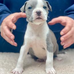 Tupac - Blue male American Staffordshire Terrier puppy in Monroe, Georgia from Irresistibull Staffords