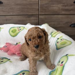 Cockapoo Puppies from Taryn Smith