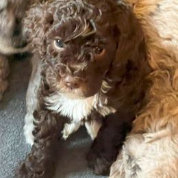 Australian Labradoodle Puppies from Golden Xpress Labradoodles