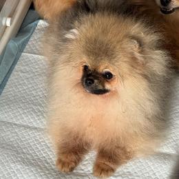 Lolita - Orange sable female Pomeranian puppy in Santa Ana,Ontario, California from Uniquepombabies