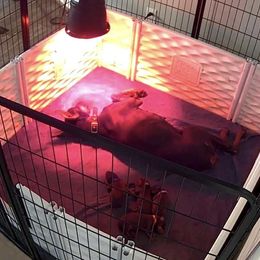 Girl 2 - Red and rust female Doberman Pinscher puppy in New Haven, Indiana from Desire Dobermans