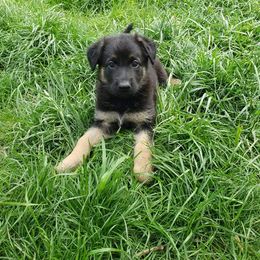 German Shepherd Puppies from Kaiser + Leyna
