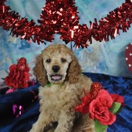 Poodle Puppies from Moyen Majestic Embrace Poodles (MOYEN ME)