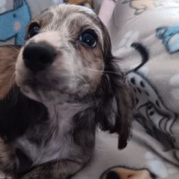 Boy 4 - Dachshund puppy from Forever Doxie
