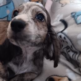 Boy 4 - Dachshund puppy from Forever Doxie