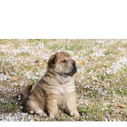 Chinese Shar-Pei Puppies from Camp Wrinkles Chinese Shar-Pei