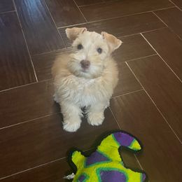 Luka - Wheaten male Miniature Schnauzer puppy in Grayson, Kentucky from Seventh Heaven Schnauzers