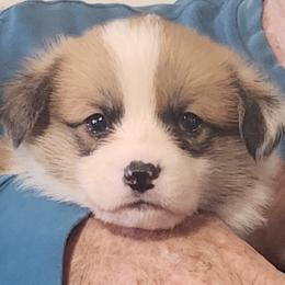 Black Thumb's High Roller - Red male Pembroke Welsh Corgi puppy in Easley, South Carolina from Rachael Singletary
