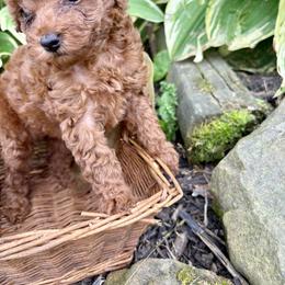 Poodle Puppies from Poodle Me Crazy