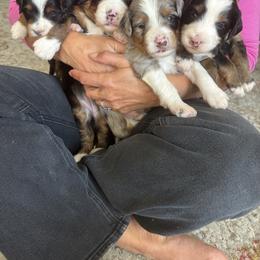 Bernedoodle Puppies from Sixlittles and Bernedoodles