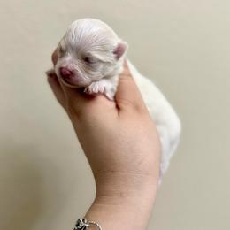 White female - White female Pomeranian puppy in Eagle Pass, Texas from Texas Tumbleweed Poms