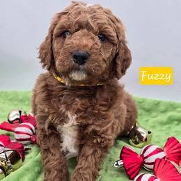 Fuzzy - Apricot male Goldendoodle puppy in Neillsville, Wisconsin from Granton Creek