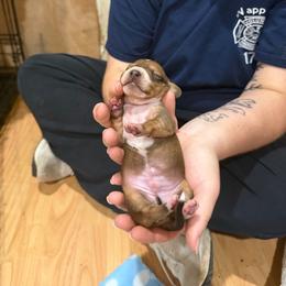 Snoopy - Wheaten male Dachshund puppy in Wappapello, Missouri from Kandb Dachshunds