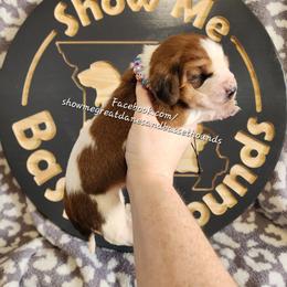 Purple collar - Mahogany and white female Basset Hound puppy in Alton, Illinois from Show Me Great Danes and Basset Hounds