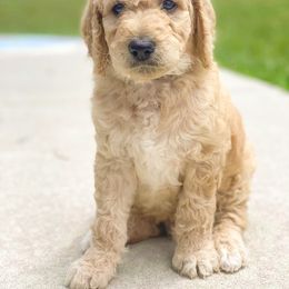 Goldendoodle and Poodle Puppies from CharleighRae Poodles and Doodles