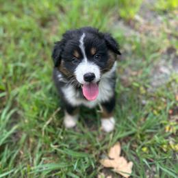 Pink collar girl - Black tri-color female Australian Shepherd puppy in Hartville, Missouri from Stamper K9’s
