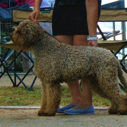 Big Boy - Lagotto Romagnolo