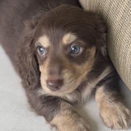 Chunk - Chocolate and tan male Dachshund puppy in Bentonville, Arkansas from Boujee Buns Dachshunds