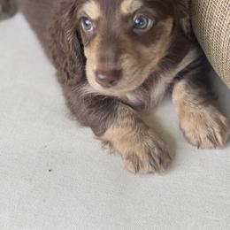 Chunk - Chocolate and tan male Dachshund puppy in Bentonville, Arkansas from Boujee Buns Dachshunds