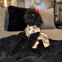 Chrome heart PURPLE female - Black female Poodle puppy in Porter, Texas from KD's Luxury Nursery