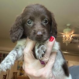 Zara - Piebald female Dachshund puppy in Hensley, Arkansas from The Dachshund Barn