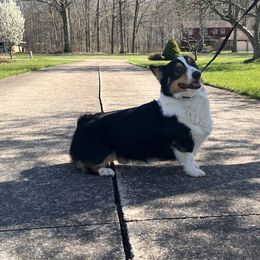 Rooster - Pembroke Welsh Corgi